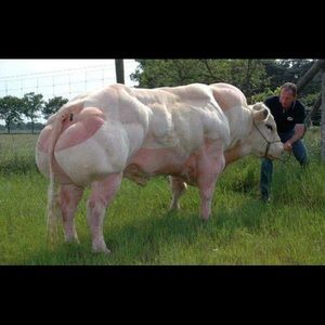 Meet your Posher, Blake